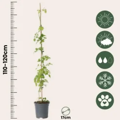 Trompetbloem - Campsis radicans - Hoogte 110-120cm - ⌀17cm