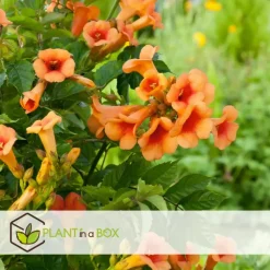 Trompetbloem - Campsis radicans - Hoogte 110-120cm - ⌀17cm