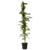 Trompetbloem - Campsis taglibuana 'Mme Galen' - Hoogte 110-120cm - ⌀17cm