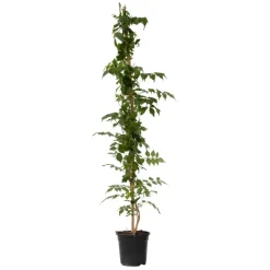 Trompetbloem - Campsis taglibuana 'Mme Galen' - Hoogte 110-120cm - ⌀17cm