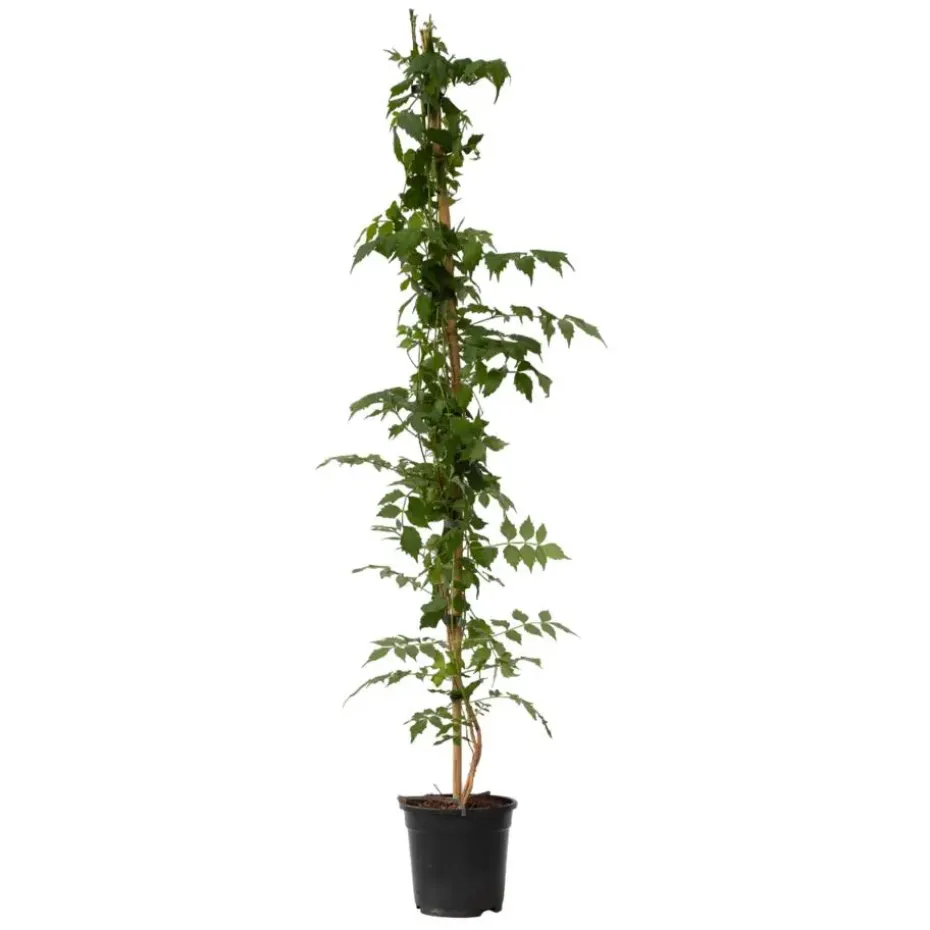 Trompetbloem - Campsis taglibuana 'Mme Galen' - Hoogte 110-120cm - ⌀17cm