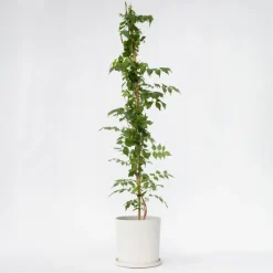 Trompetbloem - Campsis taglibuana 'Mme Galen' - Hoogte 110-120cm - ⌀17cm
