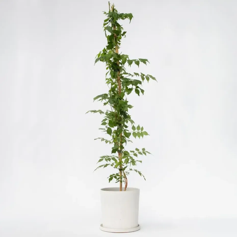Trompetbloem - Campsis taglibuana 'Mme Galen' - Hoogte 110-120cm - ⌀17cm