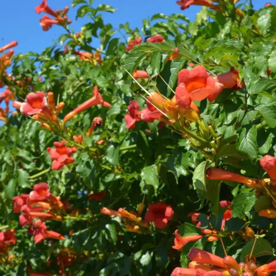 Trompetbloem - Campsis taglibuana 'Mme Galen' - Hoogte 110-120cm - ⌀17cm