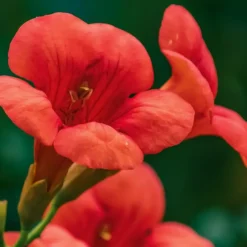 Trompetbloem - Campsis taglibuana 'Mme Galen' - Hoogte 110-120cm - ⌀17cm