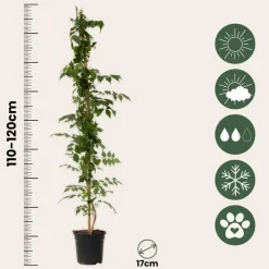 Trompetbloem - Campsis taglibuana 'Mme Galen' - Hoogte 110-120cm - ⌀17cm