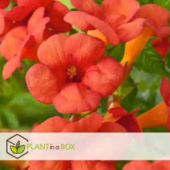 Trompetbloem - Campsis taglibuana 'Mme Galen' - Hoogte 110-120cm - ⌀17cm