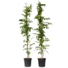 Trompetbloem - Set van 2 - Campsis 'Mme Galen' - Hoogte 110-120cm - ⌀17cm