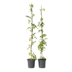 Trompetbloem - Set van 2 - Campsis radicans - Hoogte 110-120cm - ⌀17cm