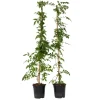 Trompetbloem - Set van 2 - Campis radicans 'Flava' - Hoogte 110-120cm - ⌀17cm
