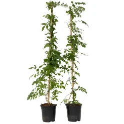 Trompetbloem - Set van 2 - Campis radicans 'Flava' - Hoogte 110-120cm - ⌀17cm