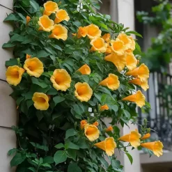 Trompetbloem - Set van 2 - Campis radicans 'Flava' - Hoogte 110-120cm - ⌀17cm