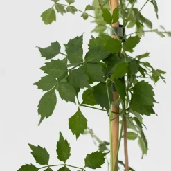 Trompetbloem - Set van 2 - Campis radicans 'Flava' - Hoogte 110-120cm - ⌀17cm