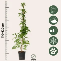 Trompetbloem - Set van 2 - Campis radicans 'Flava' - Hoogte 110-120cm - ⌀17cm