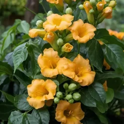 Trompetbloem - Set van 2 - Campis radicans 'Flava' - Hoogte 110-120cm - ⌀17cm