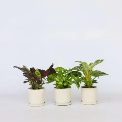Tropische kamerplanten - Set van 3 - Hoogte 25-40cm - ⌀12cm
