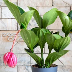 Trosbloem - Medinilla magnifica - Hoogte 40-50cm - ⌀14cm