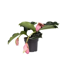 Trosbloem - Medinilla magnifica - Hoogte 40-50cm - ⌀17cm