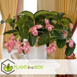 Trosbloem - Medinilla magnifica - Hoogte 40-50cm - ⌀17cm