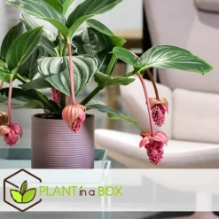 Trosbloem - Medinilla magnifica - Hoogte 40-50cm - ⌀17cm