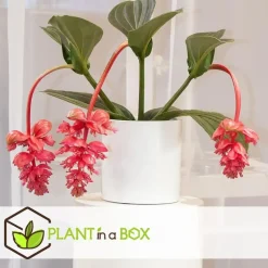 Trosbloem - Medinilla magnifica - Hoogte 40-50cm - ⌀17cm