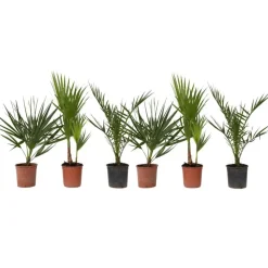 Tuinpalm - Set van 6 - Phoenix Chamaerops Washingtonia - Hoogte 50-70cm - ⌀15cm