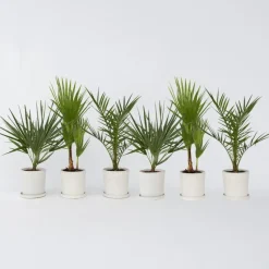 Tuinpalm - Set van 6 - Phoenix Chamaerops Washingtonia - Hoogte 50-70cm - ⌀15cm