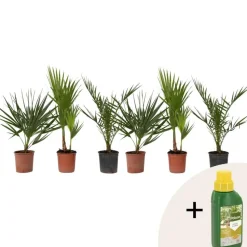 Tuinpalmen met plantenvoeding - Set van 6 - Hoogte 50-70cm - ⌀15cm