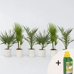 Tuinpalmen met plantenvoeding - Set van 6 - Hoogte 50-70cm - ⌀15cm