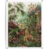 Tuinposter Sea Flora - 80 x 60cm - Groen