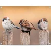 Tuinposter Vogels - 60 x 80cm - Beige