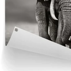 Tuinposter Wandelende olifant - 80 x 60cm - Zwart