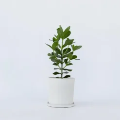 Varkensboom - Clusia rosea 'Princess' - Hoogte 50-60cm - ⌀17cm