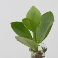 Varkensboom in glas met verlichting - Clusia rosea - Hoogte 15-20cm - ⌀8cm