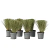 Vedergras - Set van 6 - Stipa tenuifolia 'Pony Tails' - Hoogte 20-30cm - ⌀9cm