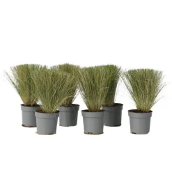 Vedergras - Set van 6 - Stipa tenuifolia 'Pony Tails' - Hoogte 20-30cm - ⌀9cm