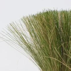Vedergras - Set van 6 - Stipa tenuifolia 'Pony Tails' - Hoogte 20-30cm - ⌀9cm