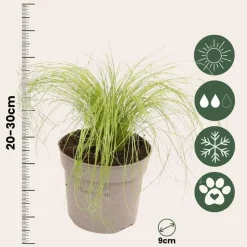 Vedergras - Set van 6 - Stipa tenuifolia 'Pony Tails' - Hoogte 20-30cm - ⌀9cm