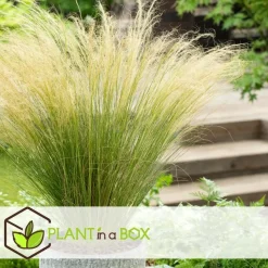 Vedergras - Set van 6 - Stipa tenuifolia 'Pony Tails' - Hoogte 20-30cm - ⌀9cm
