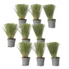 Vedergras - Set van 9 - Stipa tenuifolia 'Pony Tails' - Hoogte 20-30cm - ⌀9cm