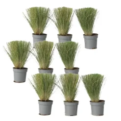 Vedergras - Set van 9 - Stipa tenuifolia 'Pony Tails' - Hoogte 20-30cm - ⌀9cm