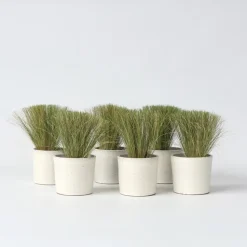Vedergras - Set van 9 - Stipa tenuifolia 'Pony Tails' - Hoogte 20-30cm - ⌀9cm