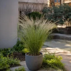 Vedergras - Set van 9 - Stipa tenuifolia 'Pony Tails' - Hoogte 20-30cm - ⌀9cm