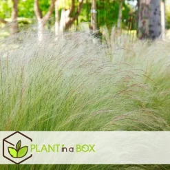 Vedergras - Set van 9 - Stipa tenuifolia 'Pony Tails' - Hoogte 20-30cm - ⌀9cm