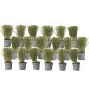 Vedergras - Set van 18 - Stipa tenuifolia 'Pony Tails' - Hoogte 20-30cm - ⌀9cm