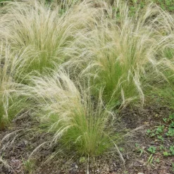 Vedergras - Set van 18 - Stipa tenuifolia 'Pony Tails' - Hoogte 20-30cm - ⌀9cm
