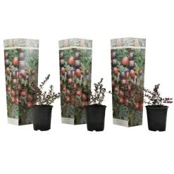 Veenbes - Set van 3 - Vaccinium macrocarpon 'Cranberry' - Hoogte 10-20cm - ⌀9cm