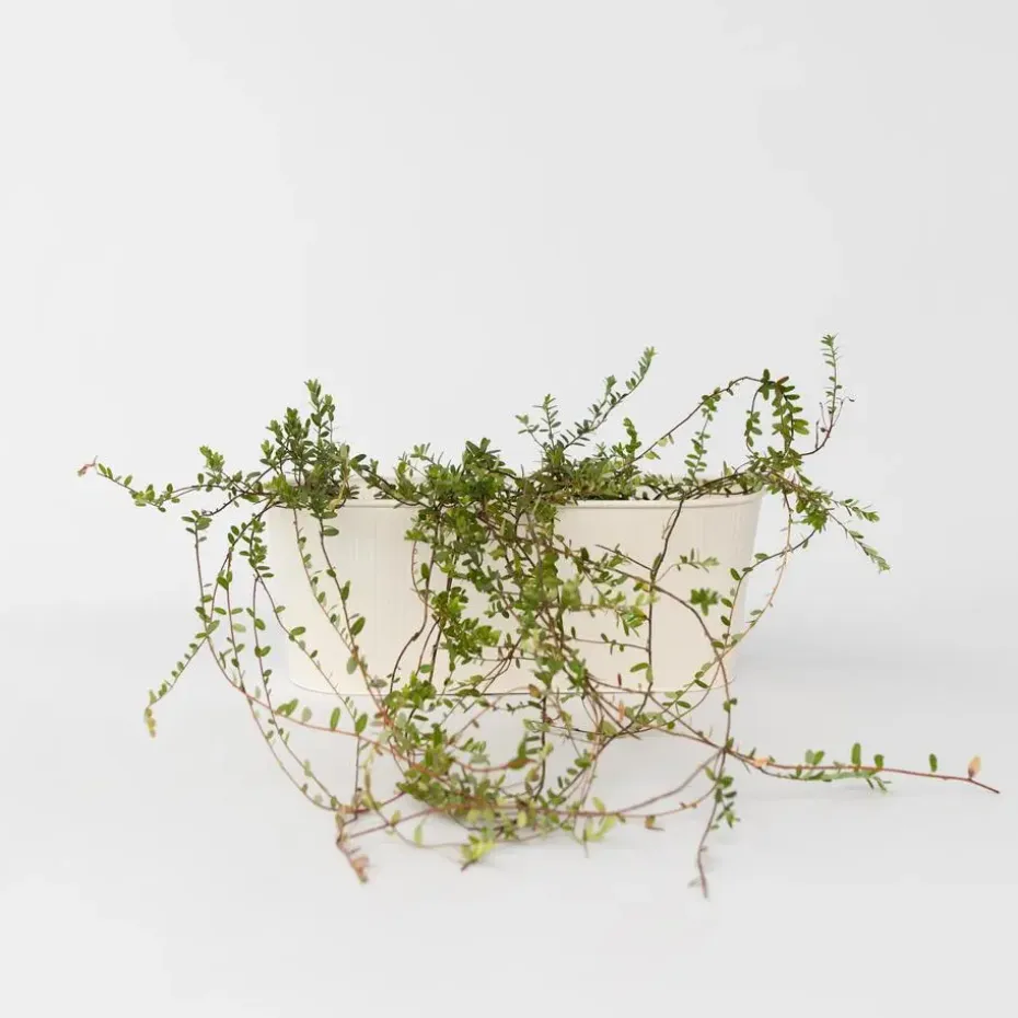 Veenbes - Set van 3 - Vaccinium macrocarpon 'Cranberry' - Hoogte 10-20cm - ⌀9cm