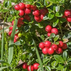 Veenbes - Set van 3 - Vaccinium macrocarpon 'Cranberry' - Hoogte 10-20cm - ⌀9cm