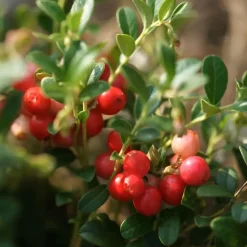Veenbes - Set van 3 - Vaccinium macrocarpon 'Cranberry' - Hoogte 10-20cm - ⌀9cm